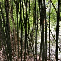 Photo taken at Bamboo Forest by Jeff W. on 1/25/2020