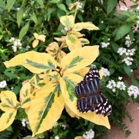 Foto scattata a Butterfly Wonderland da Jeff W. il 11/25/2019