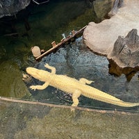 Photo taken at Claude the Albino Alligator by Jeff W. on 4/16/2023