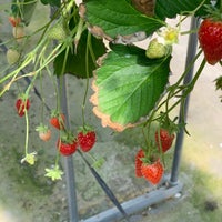 渡邊いちご園 Farmers Market In 君津市