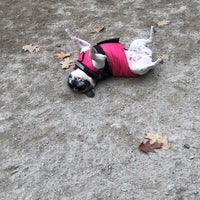 Photo taken at West 105th Street Dog Run - Riverside Park by Karen D. on 11/24/2018