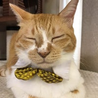 浅草橋猫カフェ Kei S ケイズ 台東区のカフェ 浅草橋猫カフェ Kei S ケイズ 台東区のカフェ