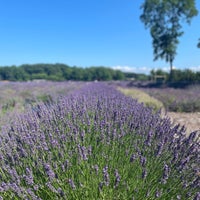 รูปภาพถ่ายที่ Lavender By the Bay - New York&amp;#39;s Premier Lavender Farm โดย Dave F. เมื่อ 7/8/2023