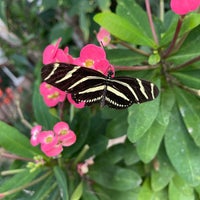 Foto tirada no(a) Butterfly Wonderland por Victoria M. em 1/16/2022