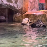 Photo taken at Sea Otter Exhibit by Bill H. on 4/7/2024