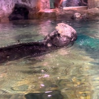Photo taken at Sea Otter Exhibit by Bill H. on 4/7/2024