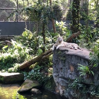Photo taken at White Tiger Enclosure by D C. on 2/23/2020