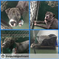 Photo taken at Miami Dade Animal Services by Mariauxy C. on 1/8/2016