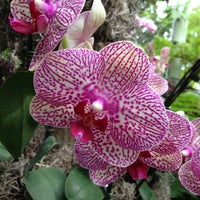 Photo taken at The Orchid Show At New York Botanical Gardens by scott d. on 4/20/2013