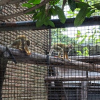 Photo taken at Common Squirrel Monkey by : P on 8/18/2018