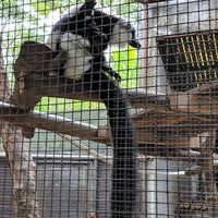 Photo taken at Ruffed Lemur by : P on 8/18/2018