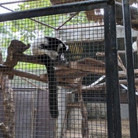 Photo taken at Ruffed Lemur by : P on 8/18/2018