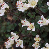 日光植物園 東京大学大学院理学系研究科附属植物園日光分園 Arts Entertainment