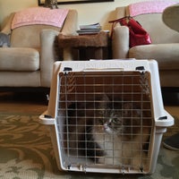 6/19/2015 tarihinde Jenn 😺 W.ziyaretçi tarafından Nova Cat Clinic'de çekilen fotoğraf