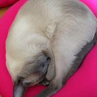 猫カフェ ルディ 3 Dicas De 6 Clientes