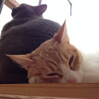 猫カフェ ルディ 3 Dicas De 6 Clientes