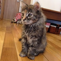 猫カフェ ルディ 3 Dicas De 6 Clientes