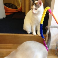 猫カフェ ルディ 3 Dicas De 6 Clientes