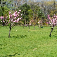 GrÄƒdina JaponezÄƒ Parcul HerÄƒstrÄƒu 10 Tips