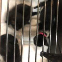 Spca millenia hotsell