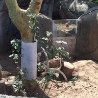 Das Foto wurde bei Meerkat Exhibit von kayla a. am 3/2/2016 aufgenommen