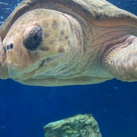 12/27/2022 tarihinde Jenny L.ziyaretçi tarafından Birch Aquarium'de çekilen fotoğraf