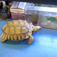 pop animation goku black