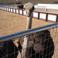 Rooster Cogburn Ostrich Ranch - 26 tips