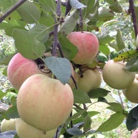 Door Creek Orchard Farm In Cottage Grove