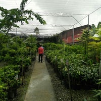 Photos At Kai Nguong Nursery S Wak Sdn Bhd 95 Visitors
