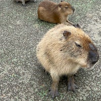 Photo taken at Izu Shaboten Zoo by Primrose K. on 4/8/2024