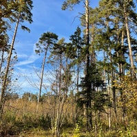 Photo taken at Переделкинский лес by Alexey S. on 10/9/2021