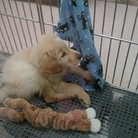 puppies n love prices