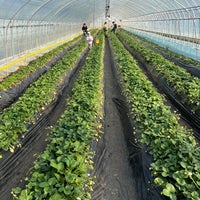 Photo taken at JAはが野 益子観光いちご団地 by Ben Y. on 1/7/2023