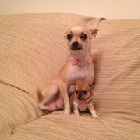 chihuahua and golden retriever