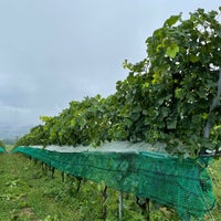 Photo taken at Suntory Tomi no Oka Winery by Strawberry on 9/23/2022
