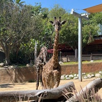 4/22/2024 tarihinde Bill W.ziyaretçi tarafından Los Angeles Zoo &amp;amp; Botanical Gardens'de çekilen fotoğraf
