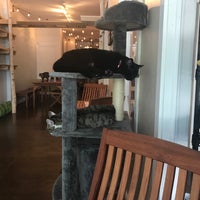 Photo taken at Eat, Purr, Love Cat Café by Andy D. on 8/4/2018