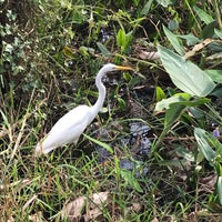 Das Foto wurde bei Audubon&amp;#39;s Corkscrew Swamp Sanctuary von Stephen K. am 12/25/2018 aufgenommen