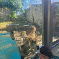 Снимок сделан в San Antonio Zoo пользователем Millisent F. 8/19/2023