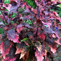 Forever Green Nursery Garden Center Service Forever Green Nursery Garden Center