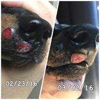 Americas Animal Clinic, Inc. - 1 tip from 3 visitors Americas Animal Clinic, Inc. - 1 tip from 3 visitors