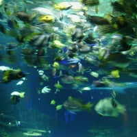 7/17/2013에 Tanya H.님이 Ripley&amp;#39;s Aquarium of the Smokies에서 찍은 사진