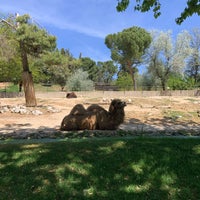 Photo taken at Zoo Aquarium de Madrid by Afnan on 4/24/2023