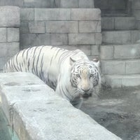 東武動物公園 ライオン 170 Ziyaretci