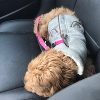 Petsmart Pet Store In Northborough