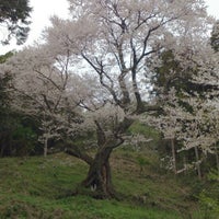 左近桜 1人のビジター から 1つのtip 件