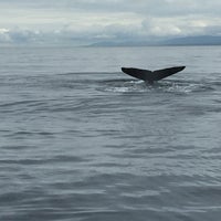 Снимок сделан в Eagle Wing Whale &amp;amp; Wildlife Watching Tours пользователем Alexandra v. 9/14/2019