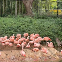 Photo taken at Flamingo Exhibit by Taylor H. on 9/9/2023