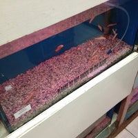 Mascot pets & accessories inc sales